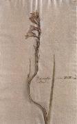 Johann Wolfgang von Goethe Herbarium sheet oil painting